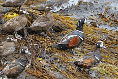 Harlequin Duck